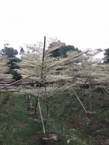 锦叶榄仁