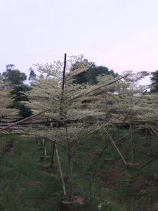 锦叶榄仁